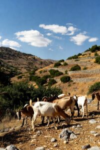 Το Σκάνδαλο ΟΠΕΚΕΠΕ: Όταν το Κράτος Δημιουργεί Διαφθορά