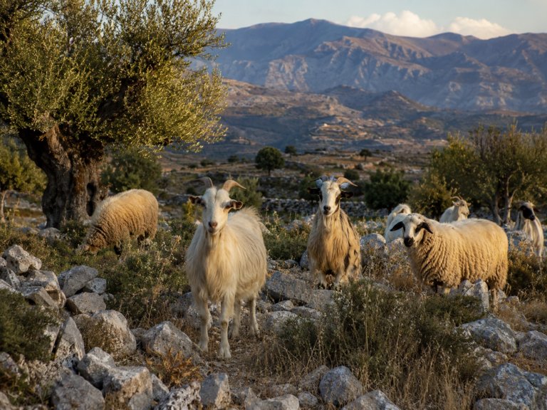 Ένα νέο εθνικό όραμα για τον πρωτογενή τομέα: Η ελληνική κτηνοτροφία μπορεί να ξαναγεννηθεί